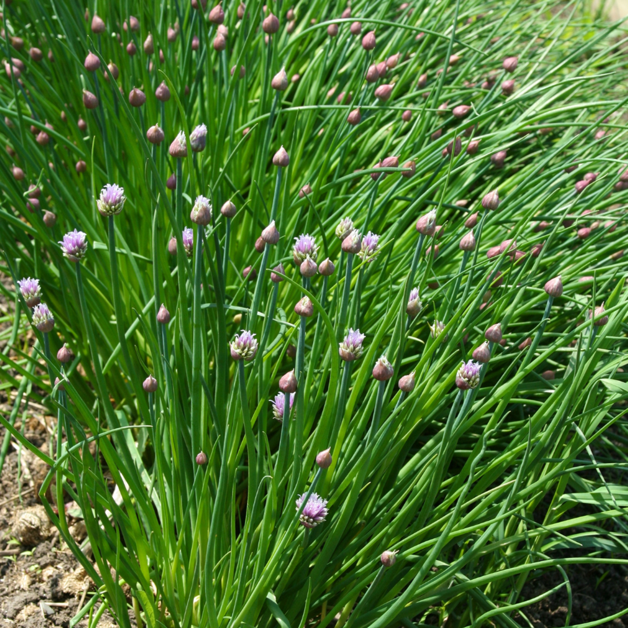 Allium schoenoprasum - Bieslook