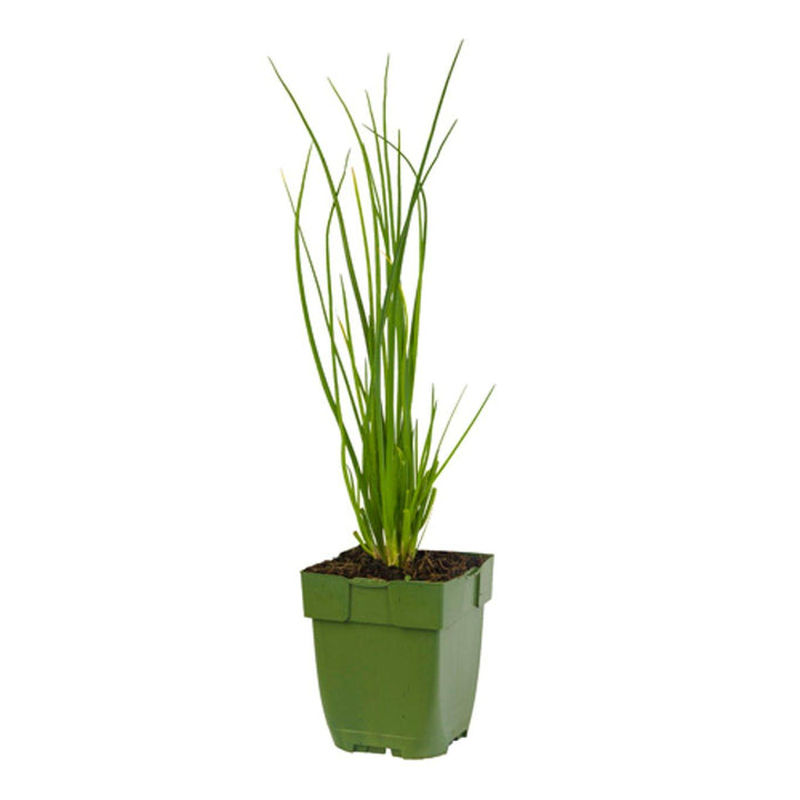 Allium schoenoprasum - Bieslook