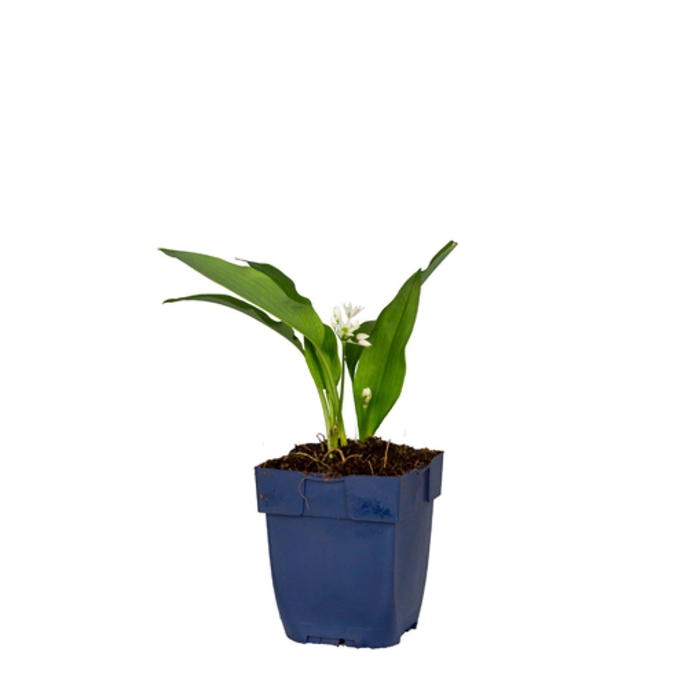 Allium ursinum - Daslook