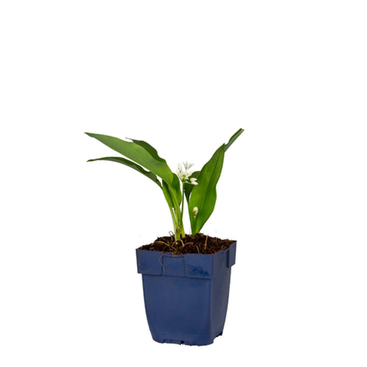 Allium ursinum - Daslook