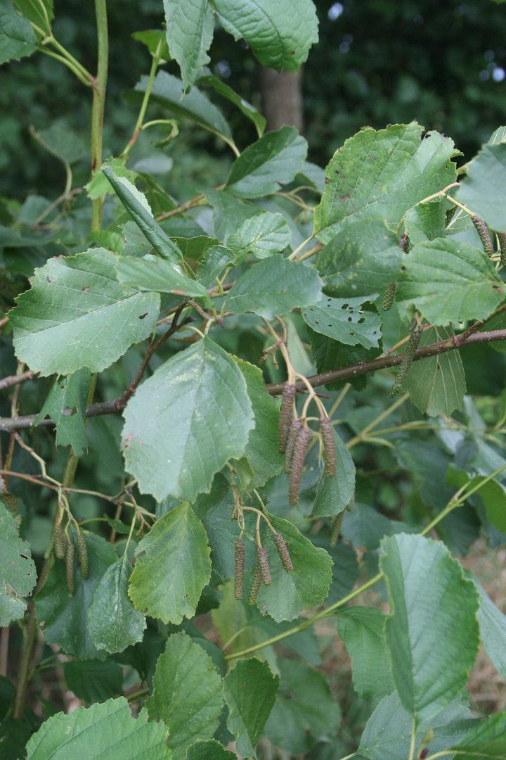 Alnus glutinosa - Zwarte Els Haag blote wortel