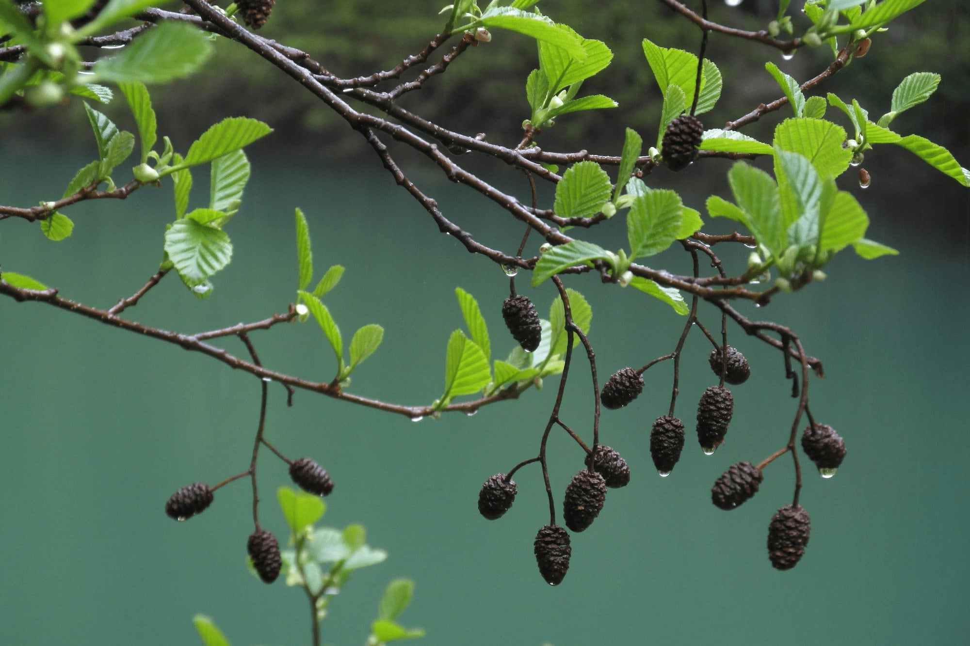 Alnus glutinosa - Zwarte Els Haag blote wortel