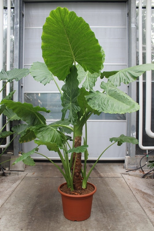 Alocasia macrorrhiza 300cm