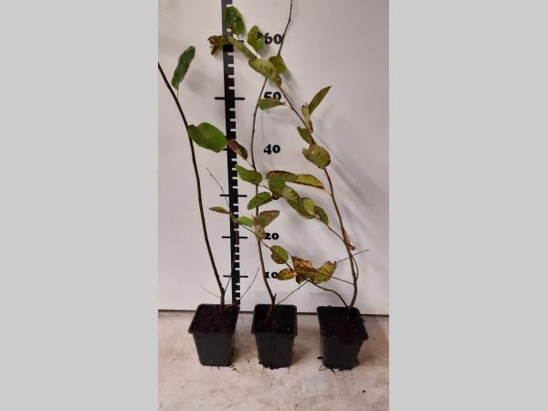 Amelanchier lamarckii - Krentenhaag in pot