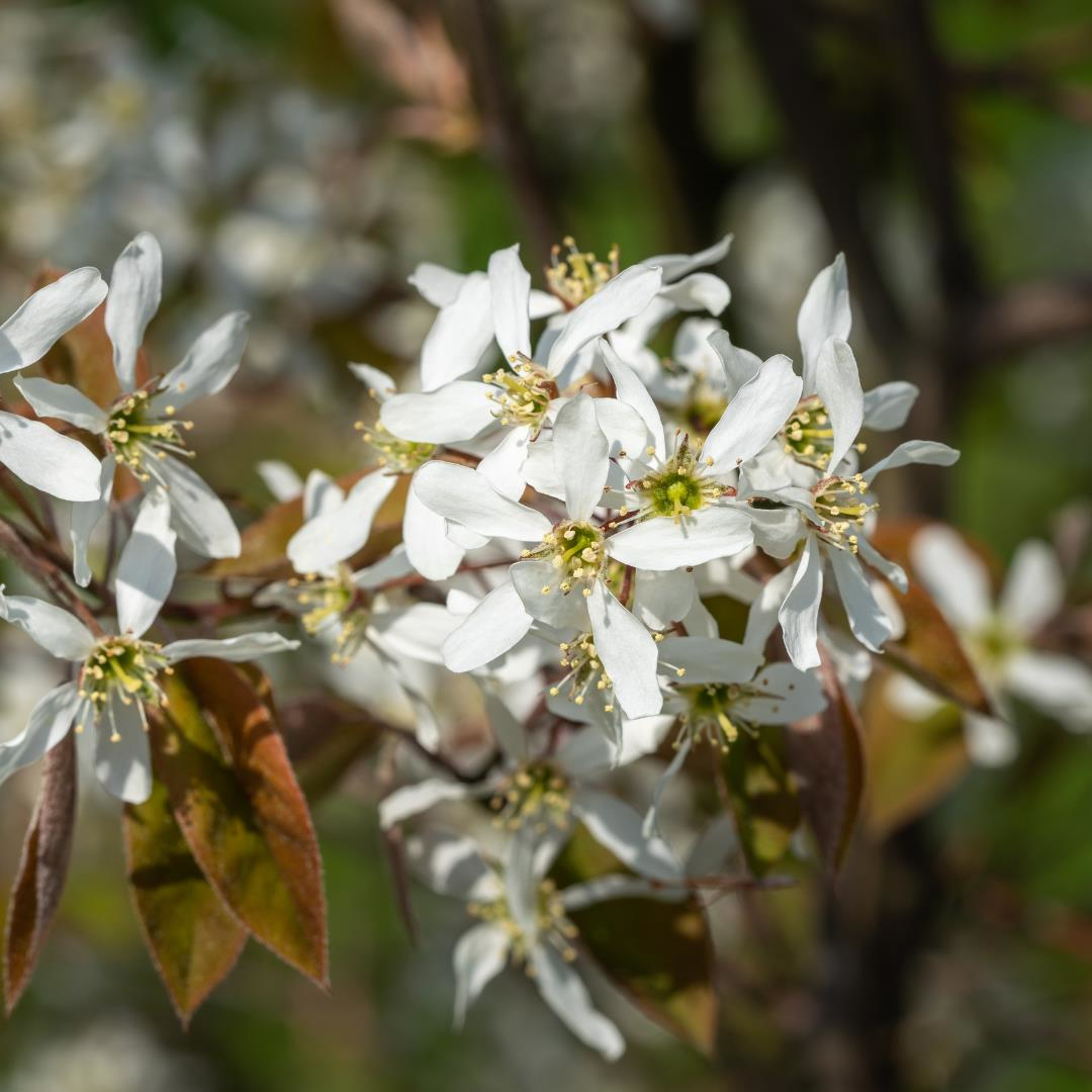 Amelanchier lamarckii - Krentenhaag in pot