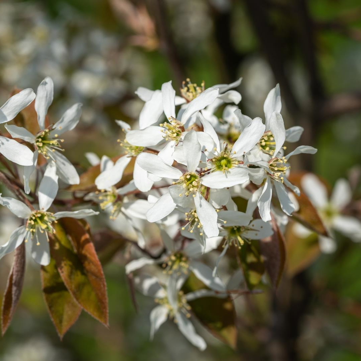 Amelanchier lamarckii - Krentenhaag in pot