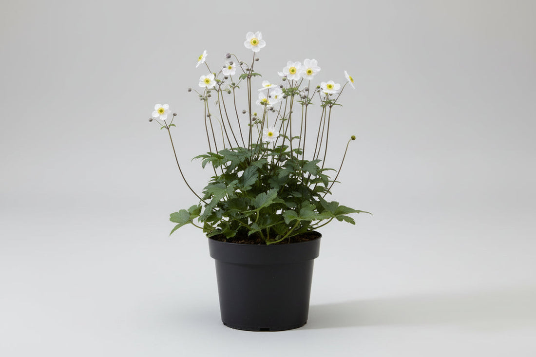 Anemone 'Ruffled Swan' - Herfstanemoon