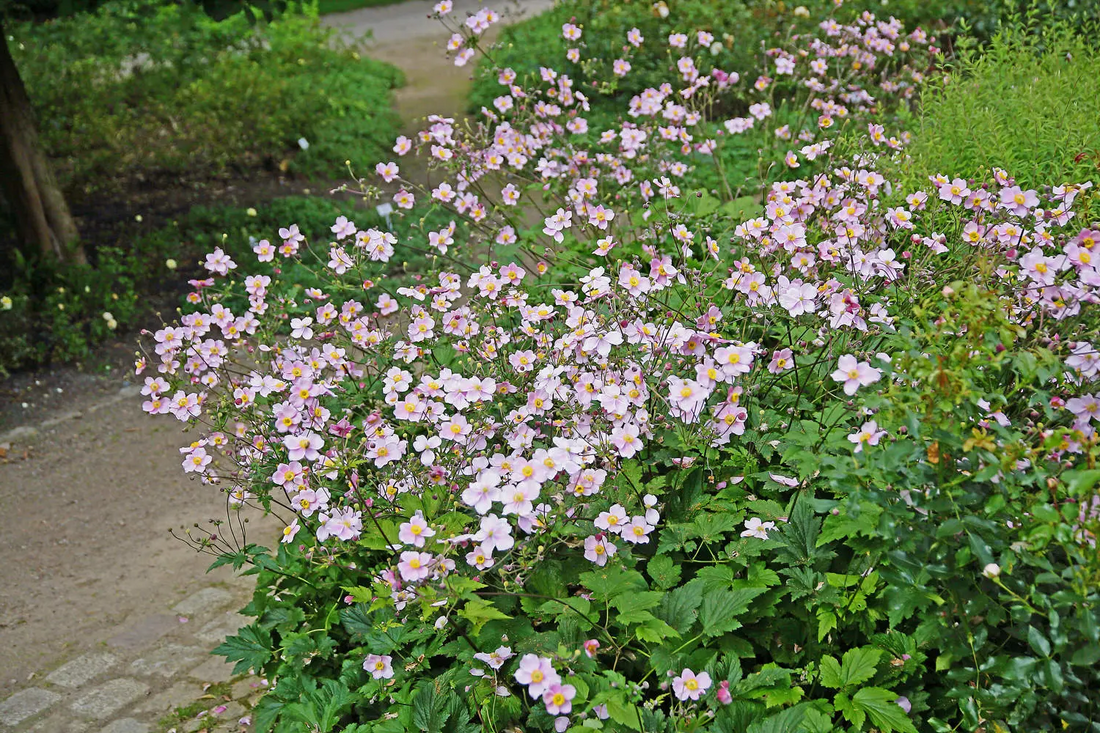 Anemone hybrida 'Königin Charlotte' - Herfstanemoon