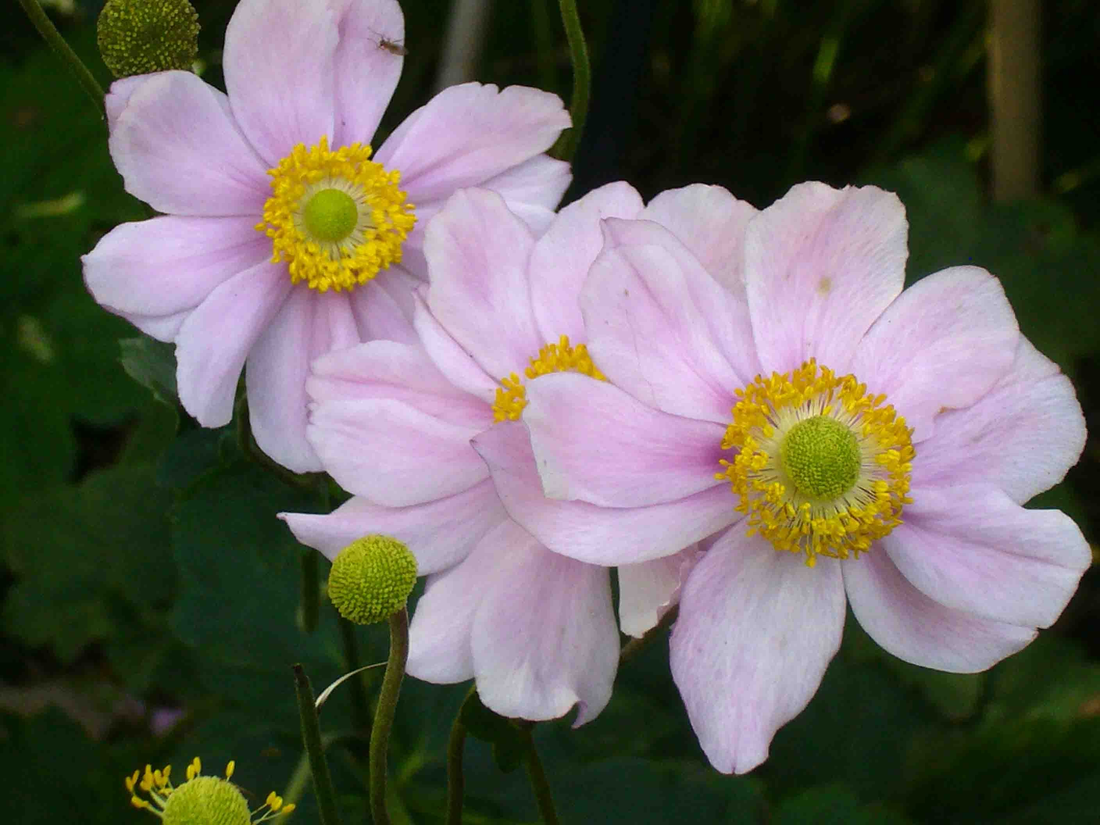 Anemone hybrida 'Königin Charlotte' - Herfstanemoon