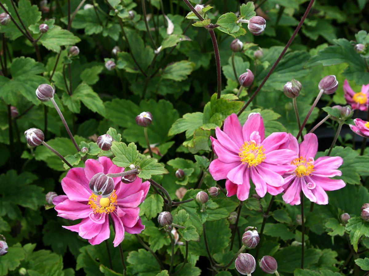 Anemone hybrida 'Pamina' - Herfstanemoon