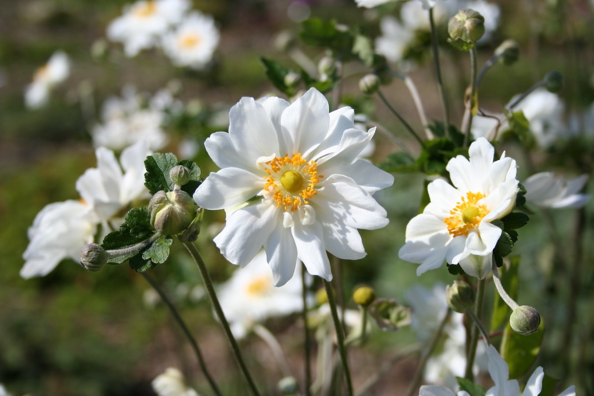 Anemone hybrida 'Whirlwind' - Herfstanemoon
