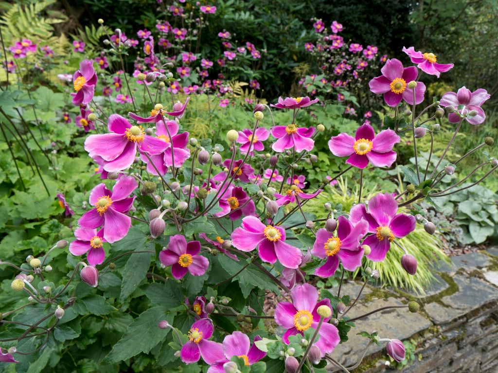 Anemone hupehensis 'Splendens' - Herfstanemoon
