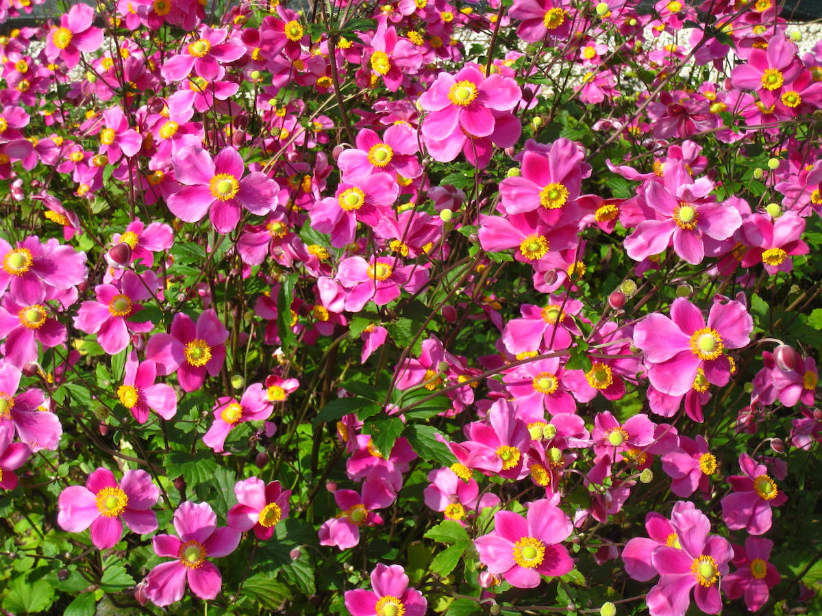 Anemone hupehensis 'Splendens' - Herfstanemoon