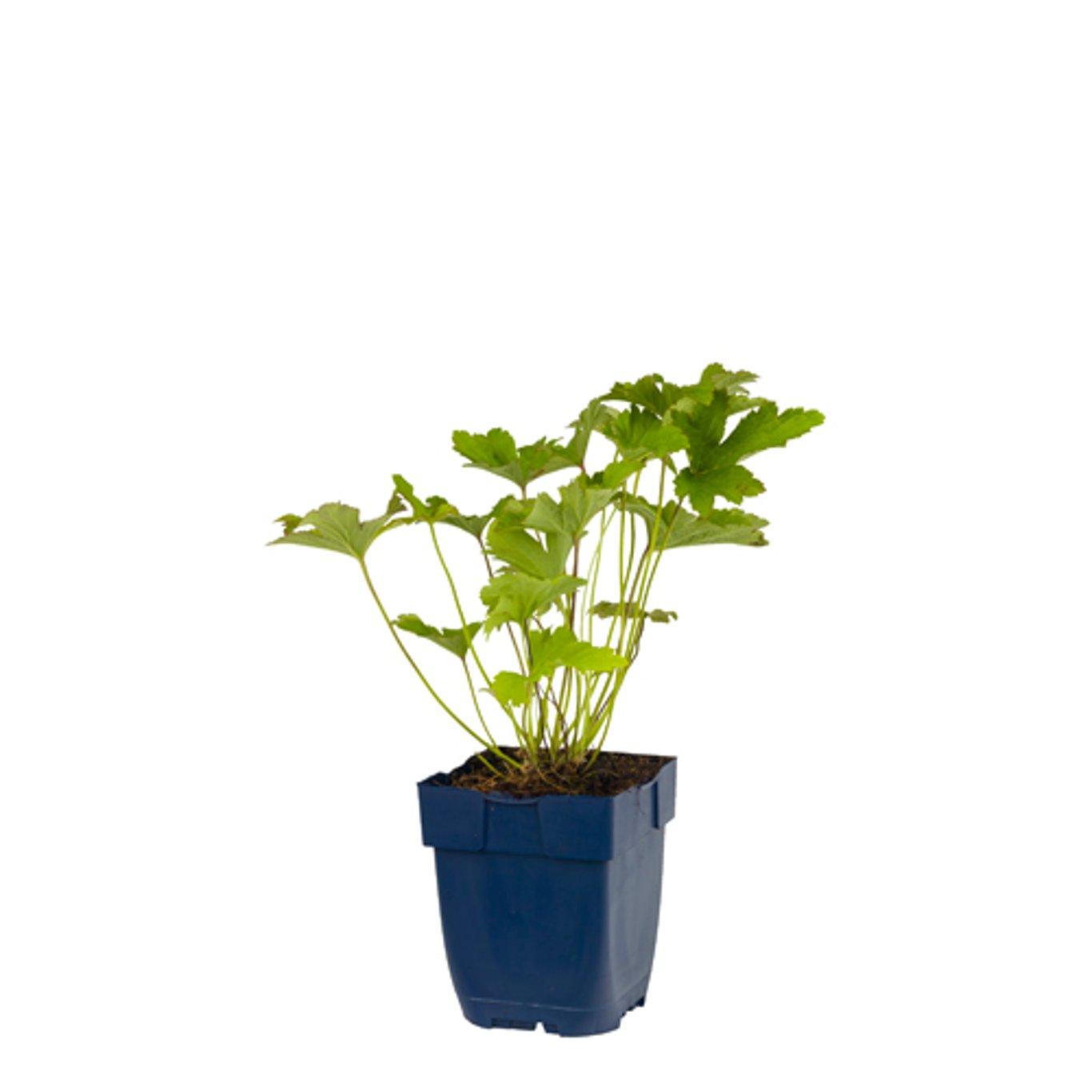 Anemone hybrida 'Honorine Jobert' - Herfstanemoon