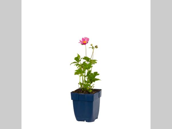 Anemone hybrida 'Pamina' - Herfstanemoon