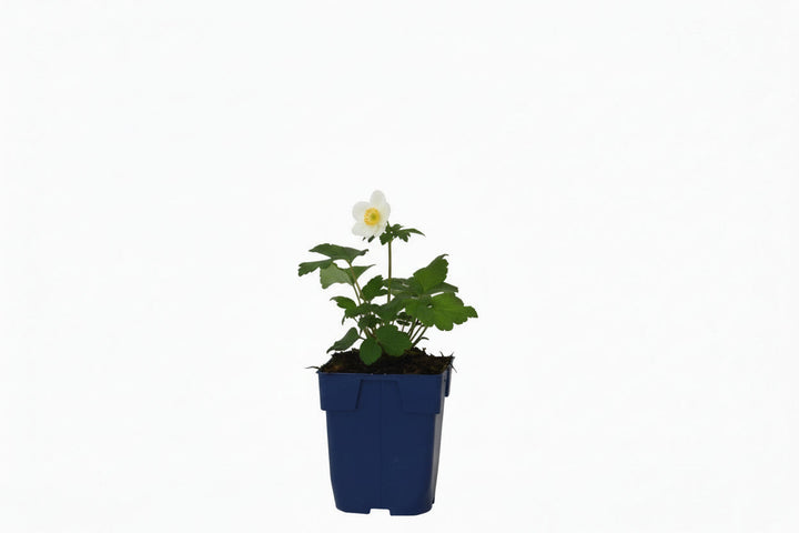 Anemone hybrida 'Whirlwind' - Herfstanemoon