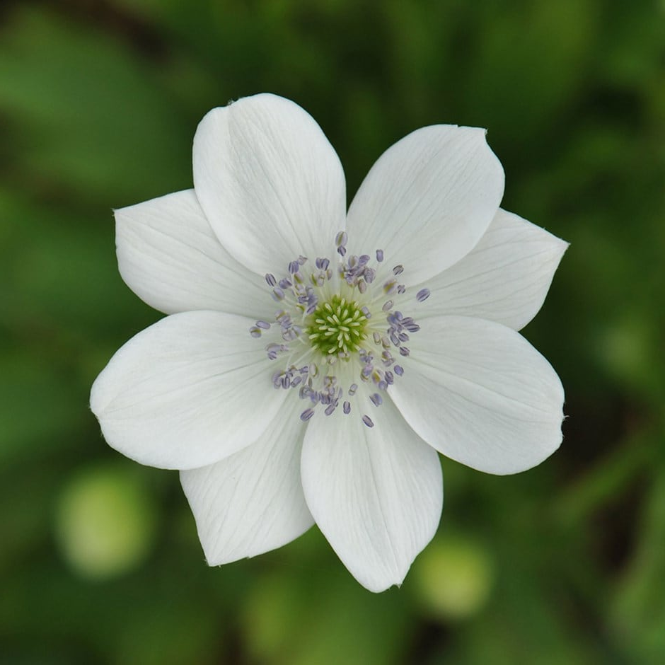 Anemone leveillei - Anemoon