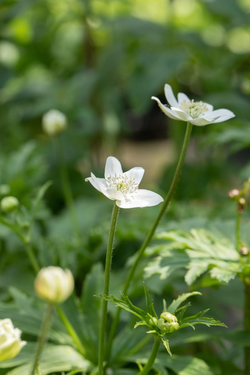 Anemone leveillei - Anemoon
