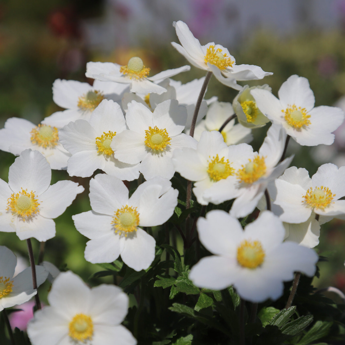 Anemone sylvestris - Bosanemoon
