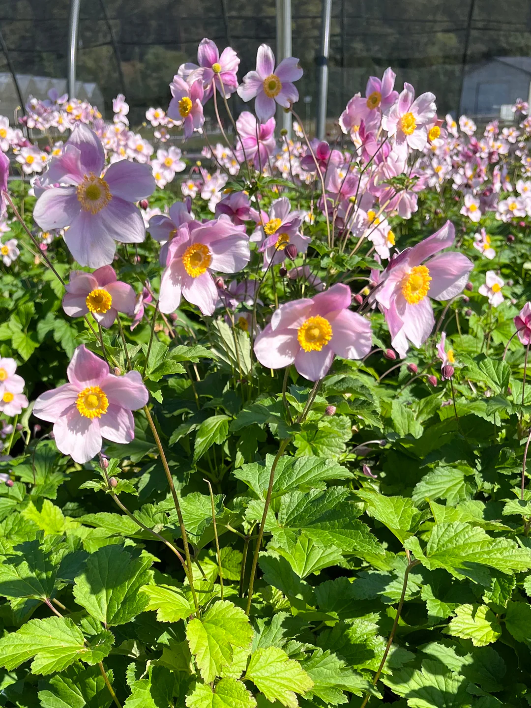 Anemone tomentosa 'Robustissima' - Herfstanemoon