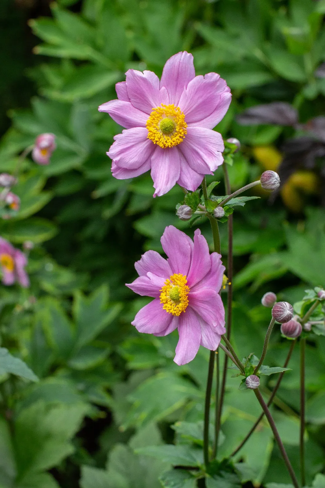 Anemone tomentosa 'Robustissima' - Herfstanemoon