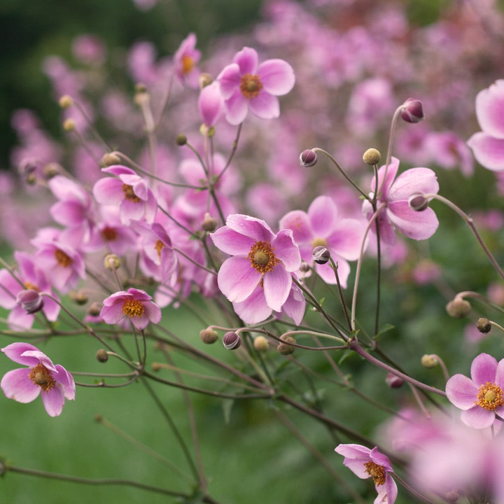 Anemone tomentosa 'Robustissima' - Herfstanemoon