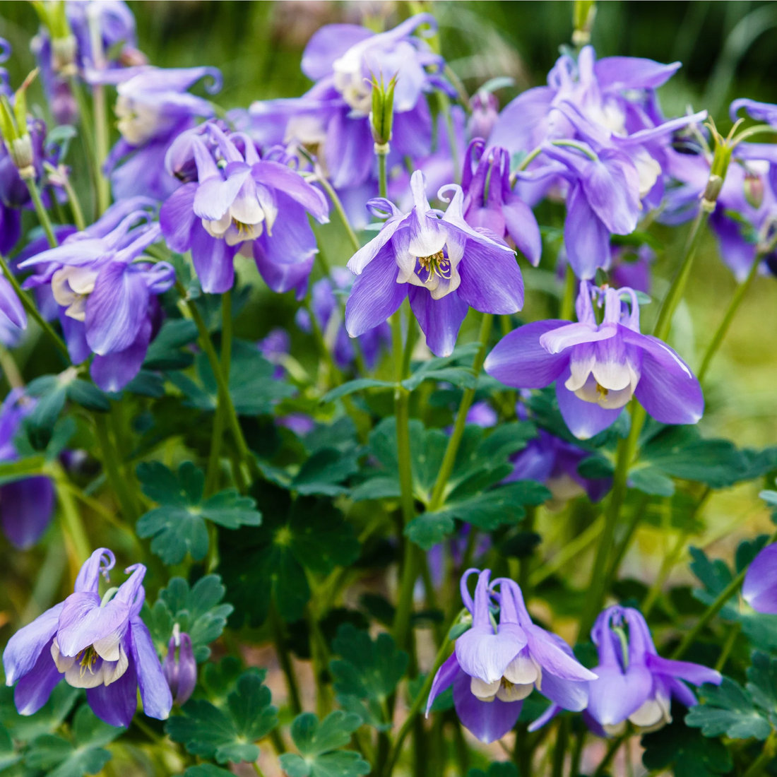 Aquilegia 'Spring Magic Blue White' - Akelei