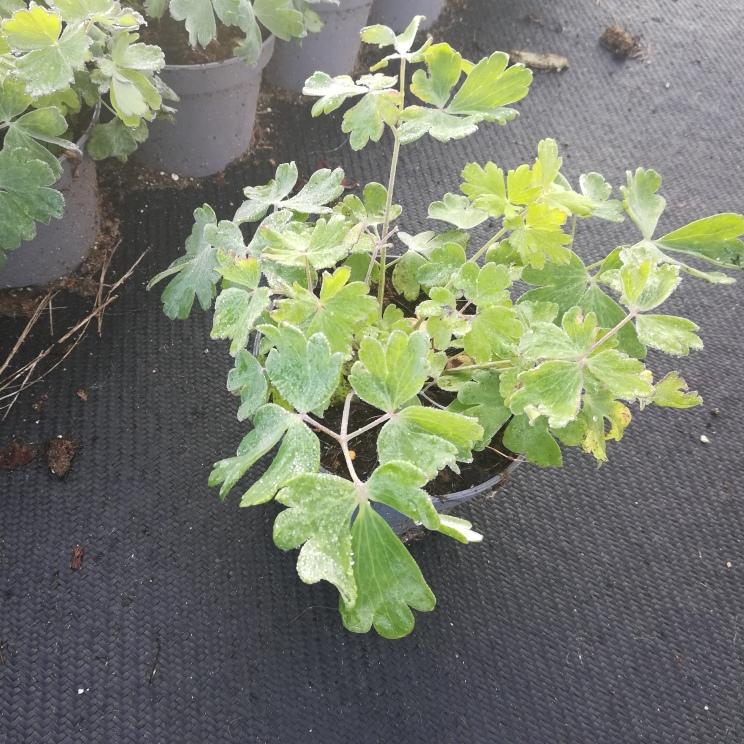 Aquilegia 'Spring Magic Red White' - Akelei