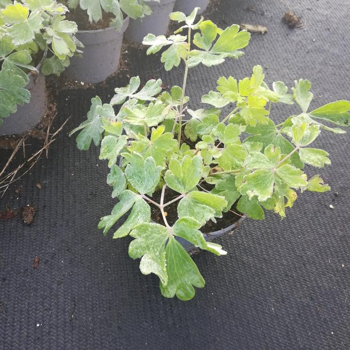 Aquilegia 'Spring Magic Red White' - Akelei