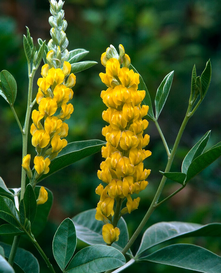 Argyrocytisus battandieri - Boombrem