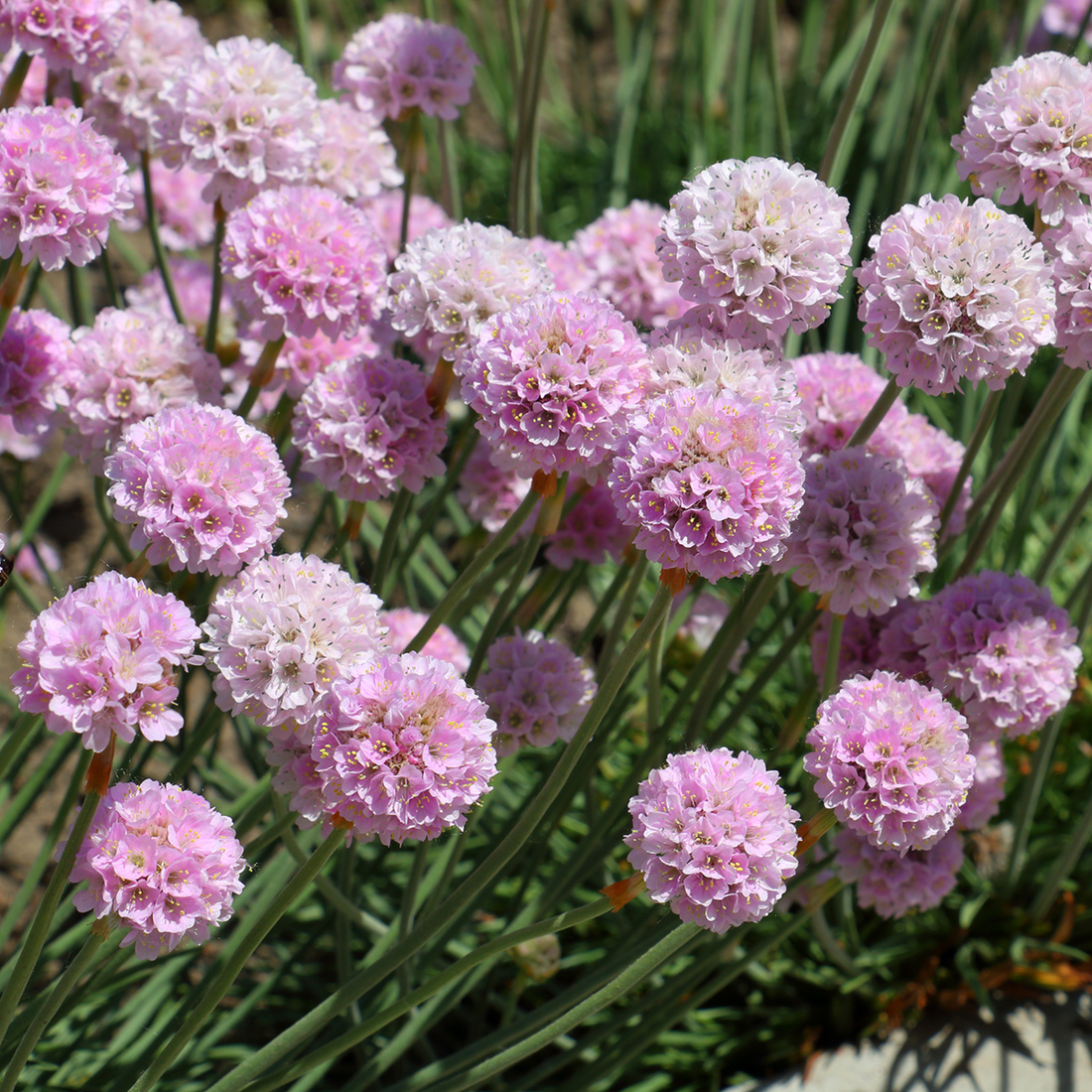 Armeria maritima 'Rosea' - Roze Engels gras