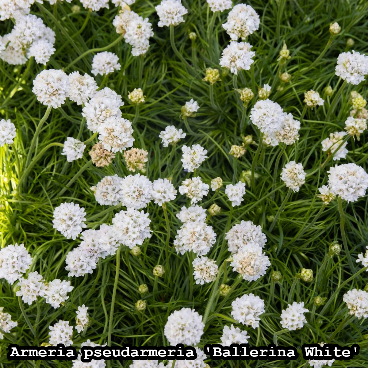 Borderpakket 'Pastel & Wit' - 5m² - 50 planten