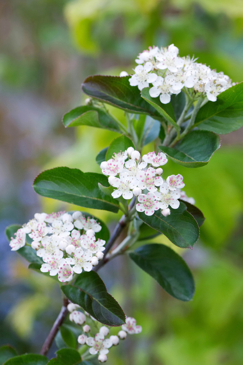 Aronia melanocarpa - Zwarte Appelbes haag blote wortel
