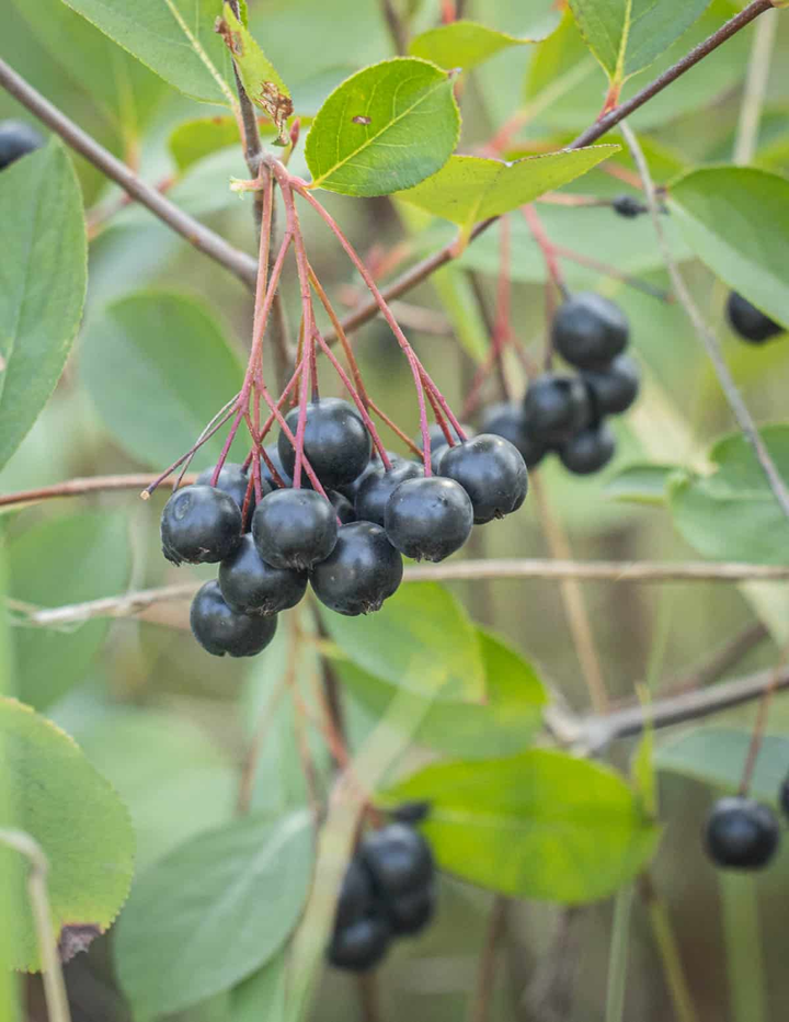 Aronia melanocarpa - Zwarte Appelbes haag blote wortel