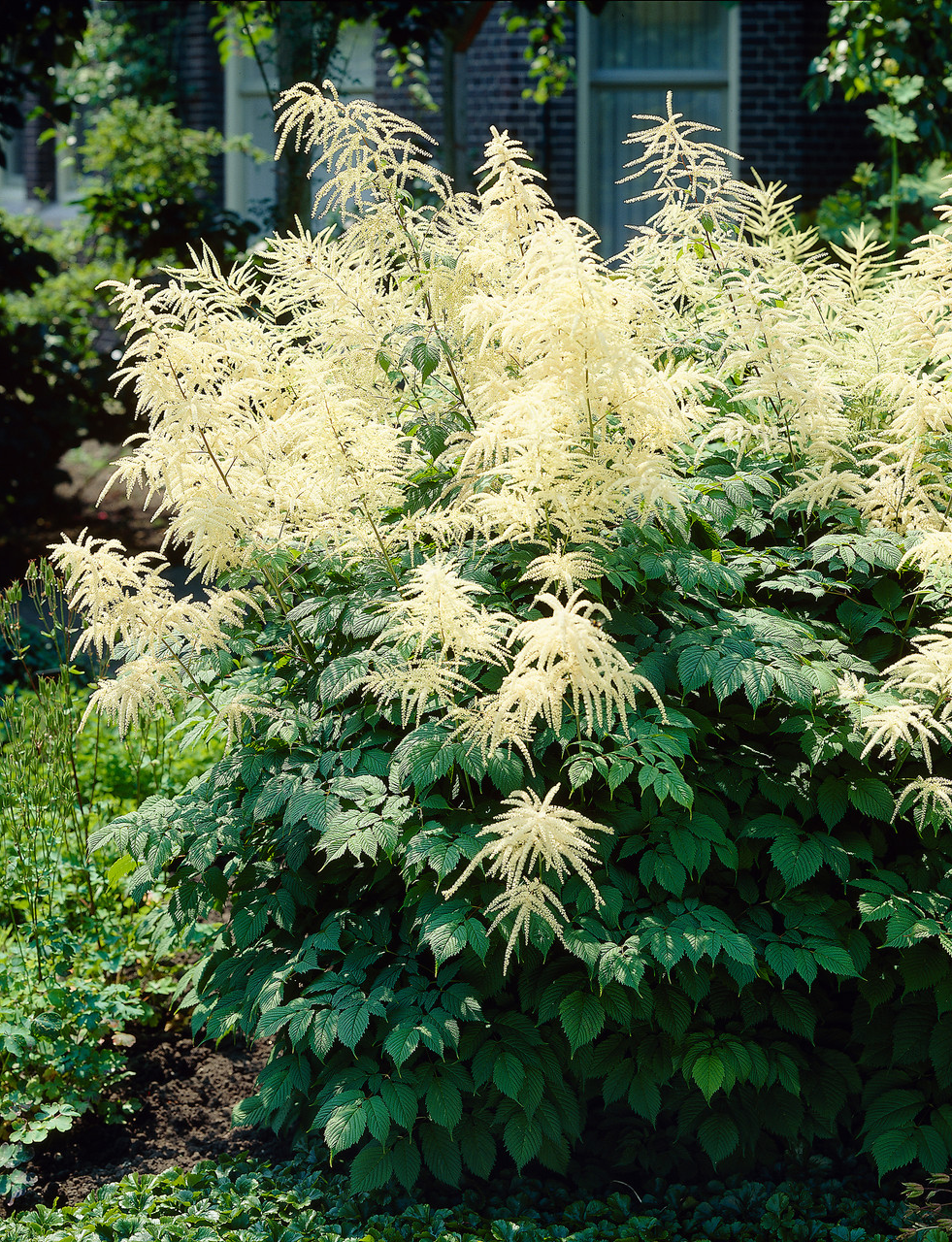 Aruncus dioicus - Geitenbaard