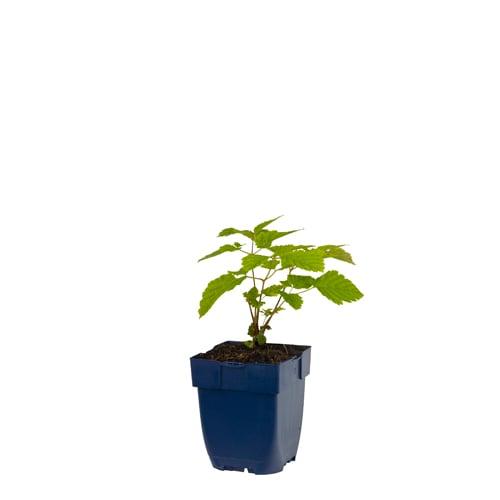 Aruncus dioicus - Geitenbaard