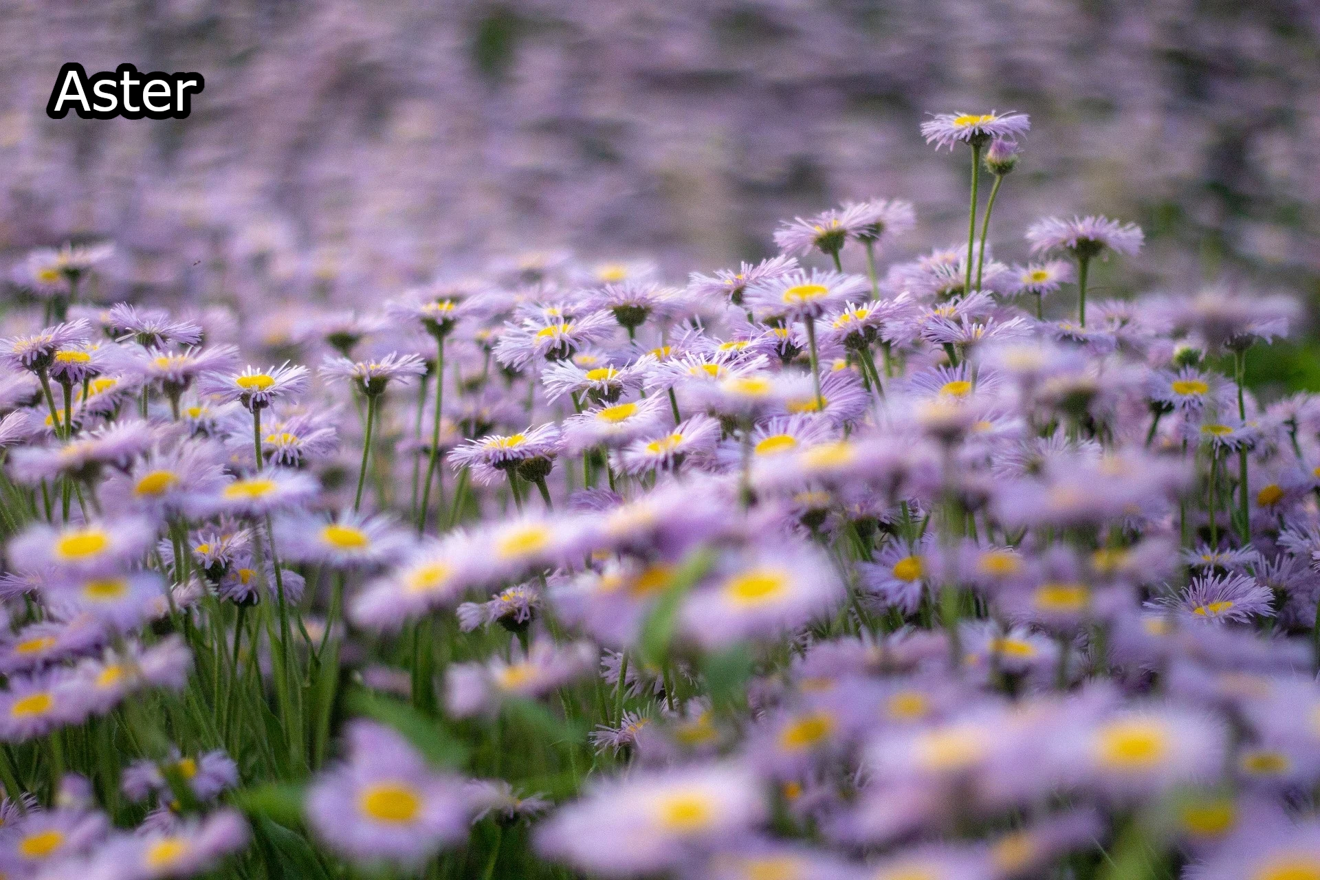 Borderpakket 'Nazomer & Kleur' - 5m² - 50 planten
