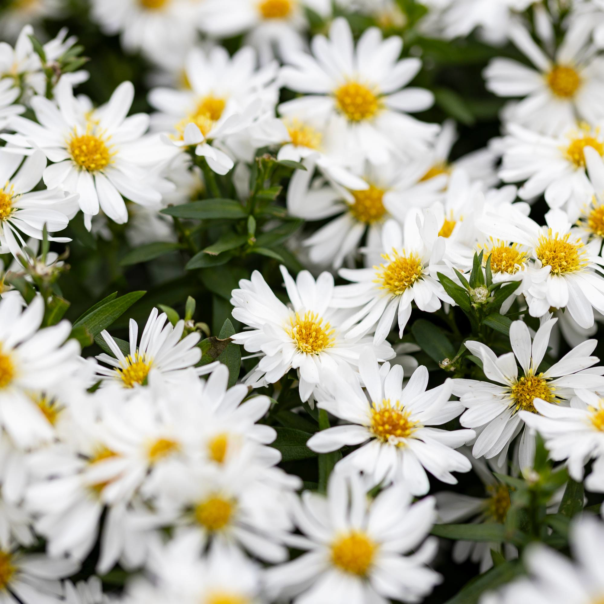 Aster (D) 'Schneekissen' - Herfstaster