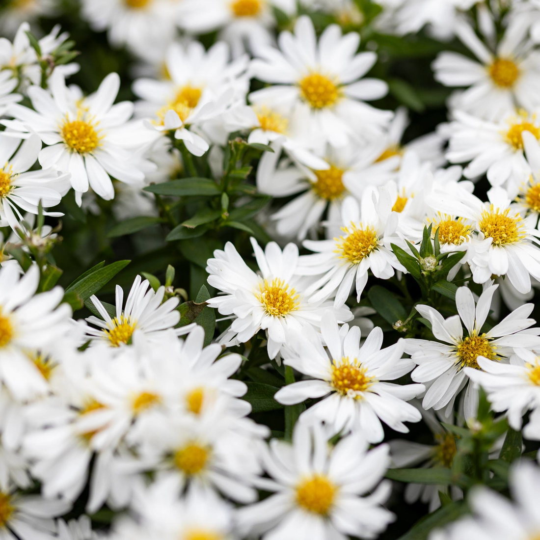 Astermix - Kleurrijk - Pakket voor 1 vierkantemeter