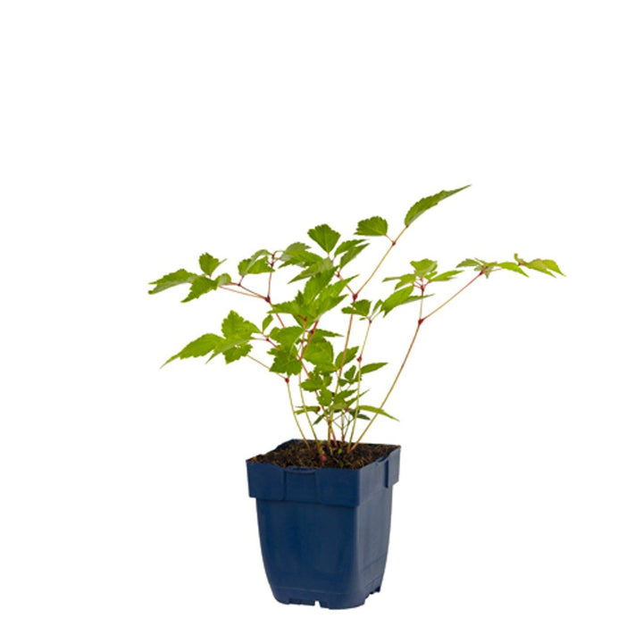 Astilbe (J) ‘Europa’ - Pluimspirea