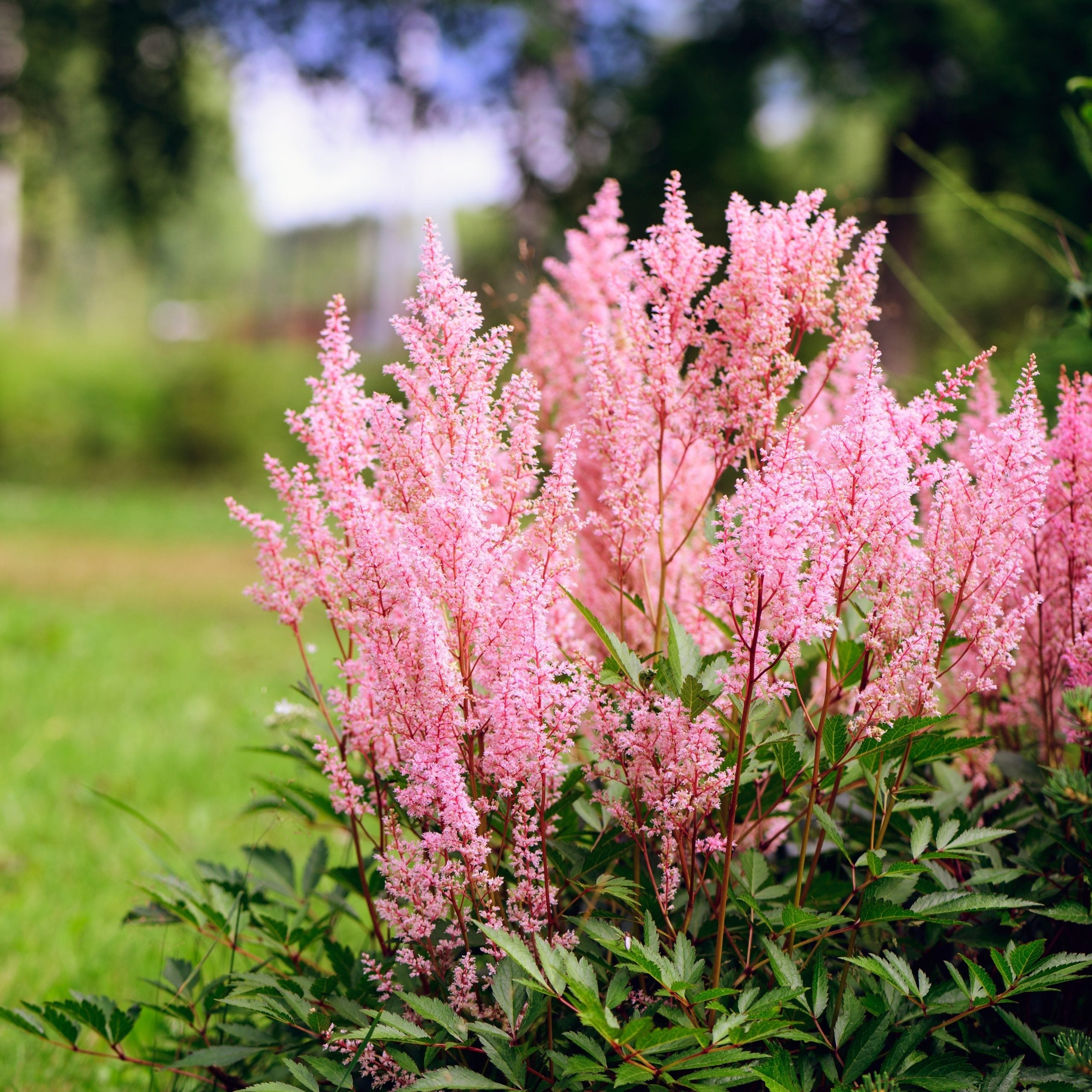 Astilbe (J) ‘Europa’ - Pluimspirea
