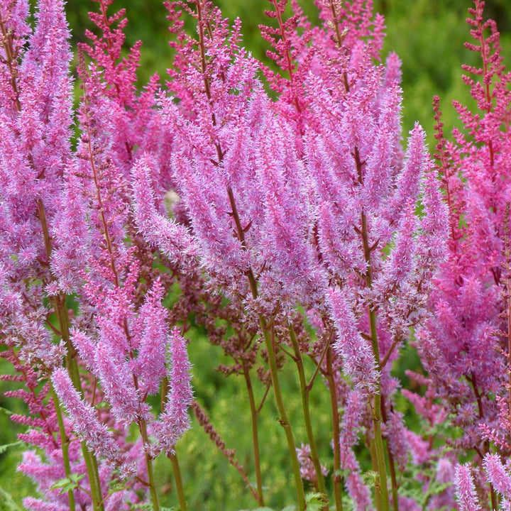 Astilbe chinensis 'Pumila' - Compacte Pluimspirea