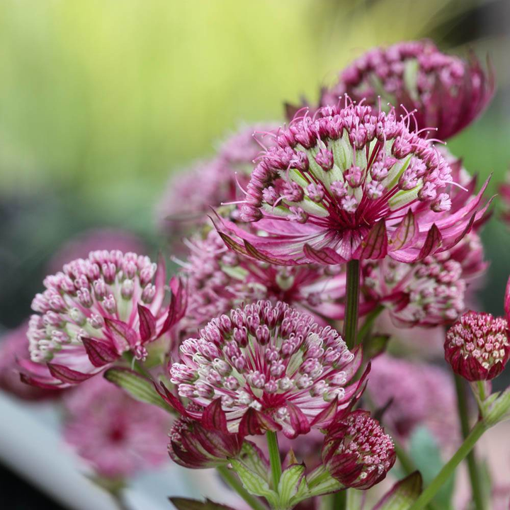 Astrantia major 'Primadonna' - Zeeuws knoopje