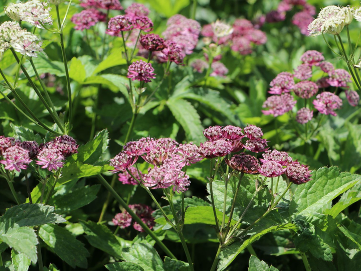 Astrantia major 'Primadonna' - Zeeuws knoopje
