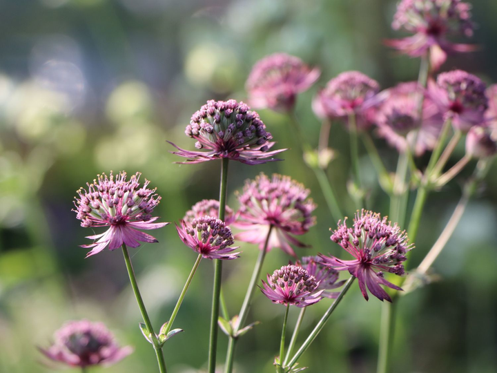 Astrantia major 'Rosensinfonie' - Zeeuws knoopje