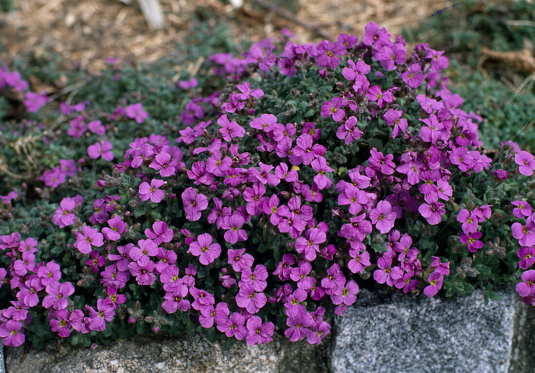 Aubrieta 'Blue Emperor' - Randjesbloem