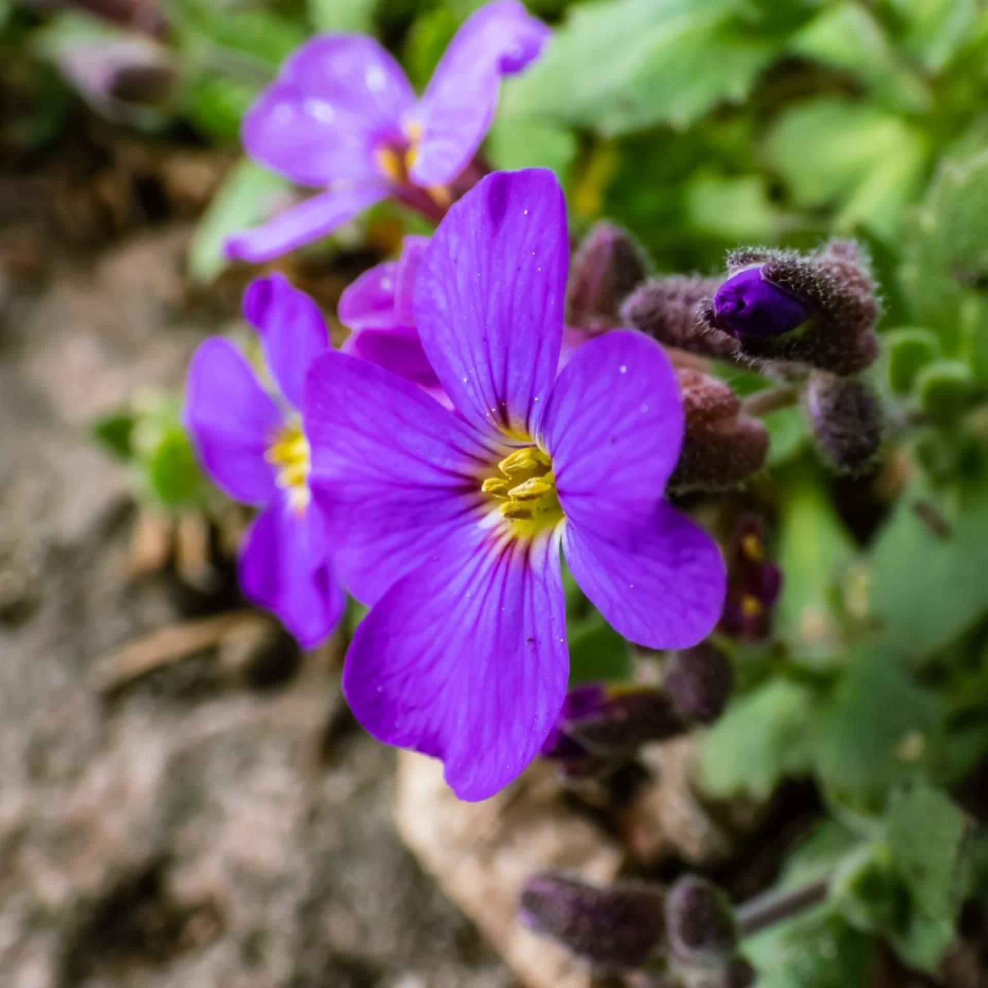 Aubrieta 'Blue Emperor' - Randjesbloem