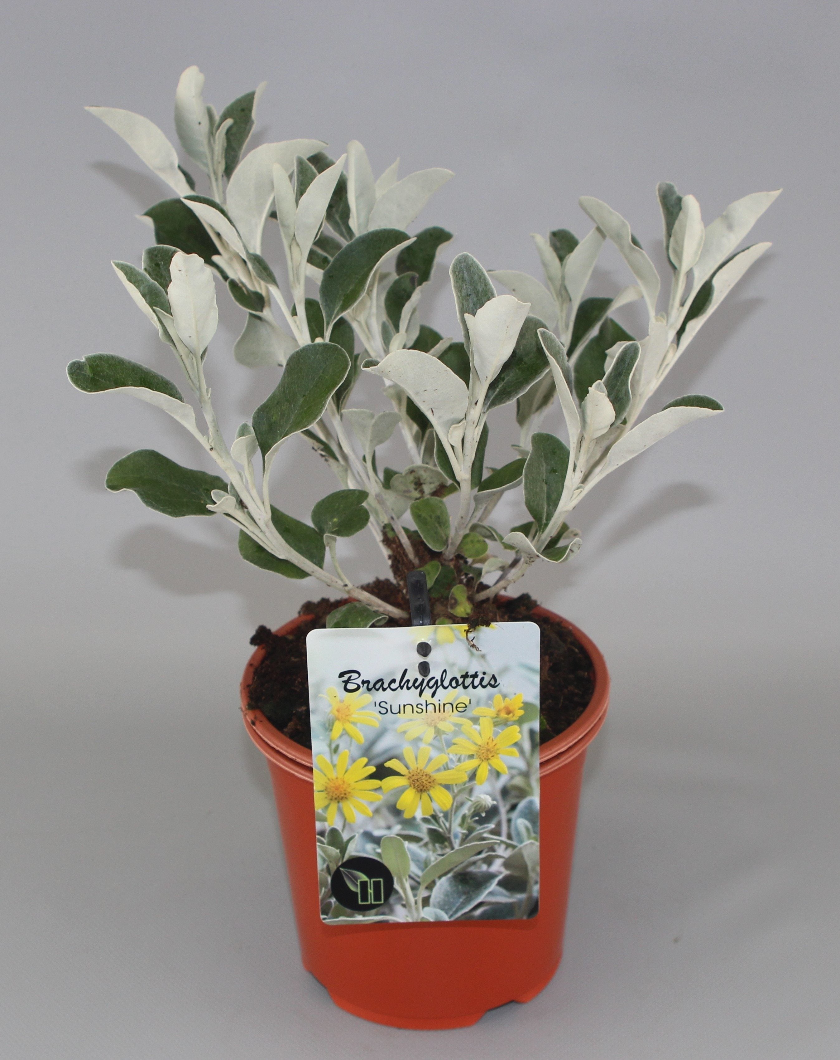 Brachyglottis 'Sunshine' - Kruiskruid