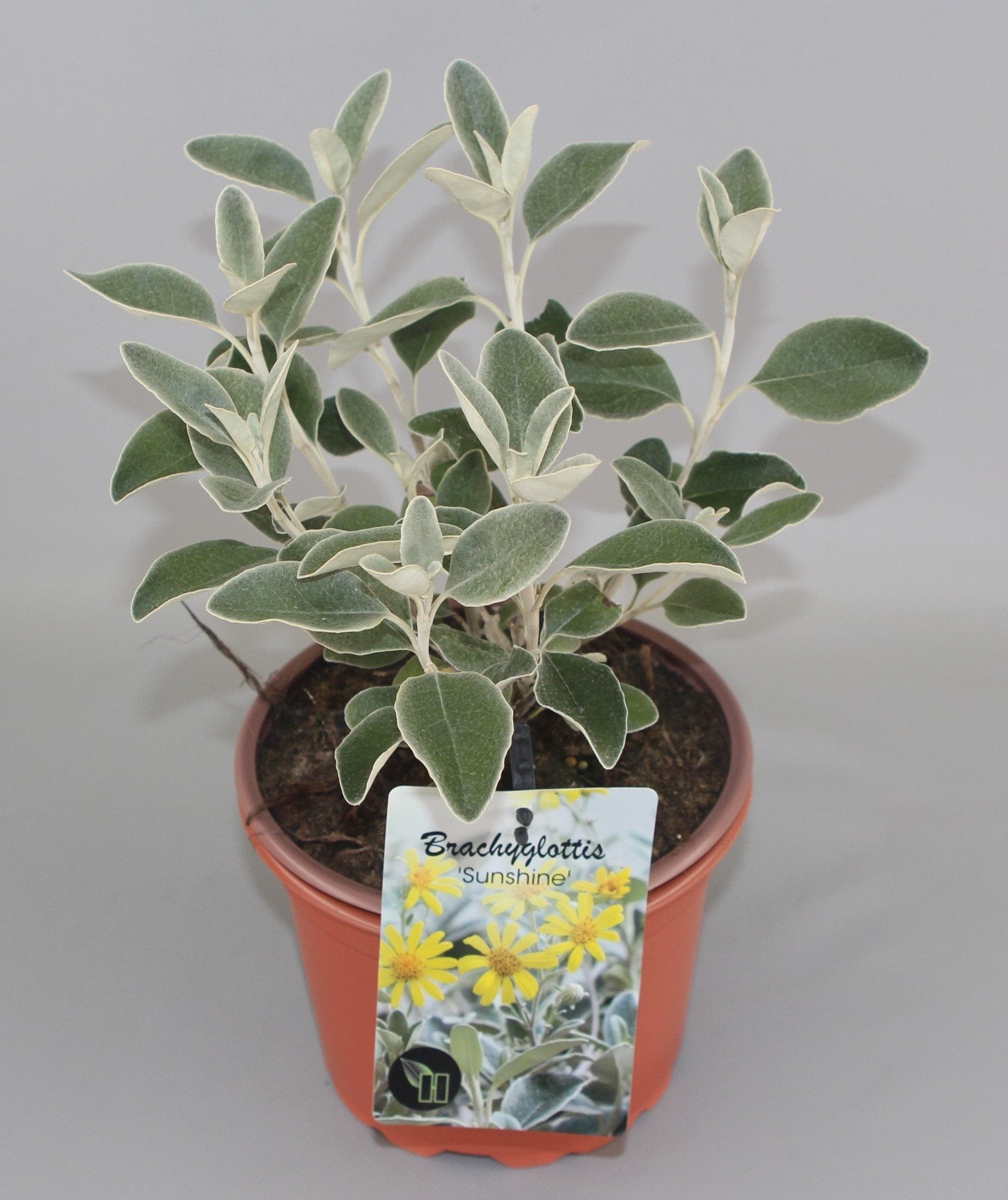 Brachyglottis 'Sunshine' - Kruiskruid