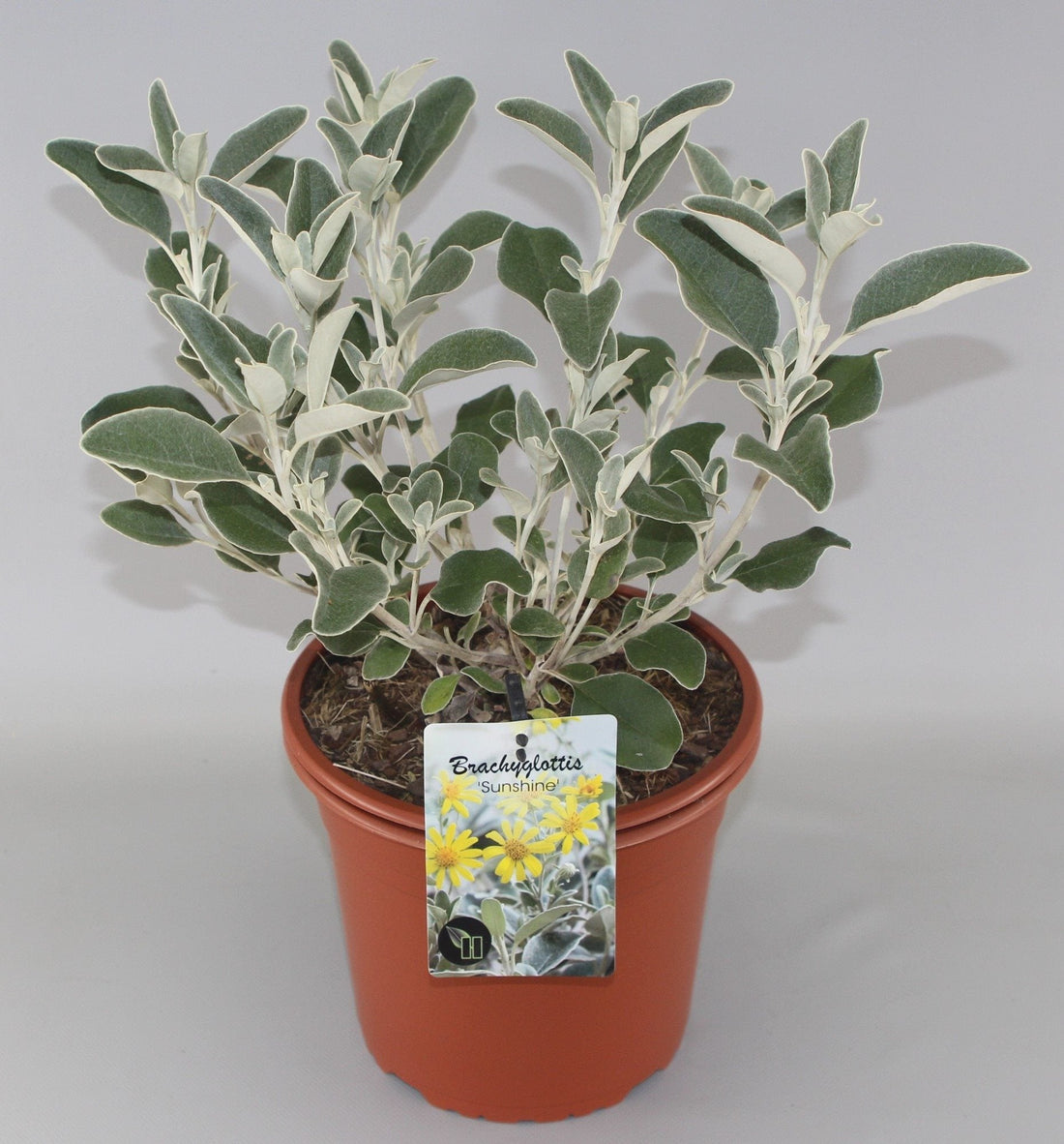 Brachyglottis 'Sunshine' - Kruiskruid